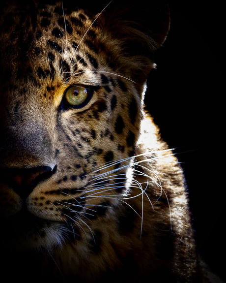The Panther