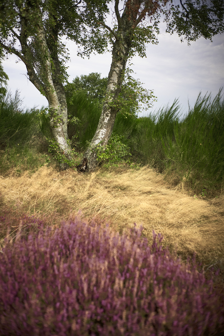 Hoorneboegse heide, Hilversum
