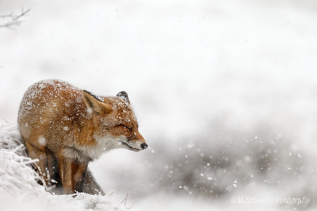 Genieten of toch niet van het winterweer.