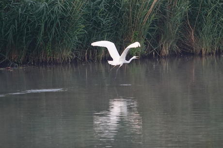 grote zilverreiger