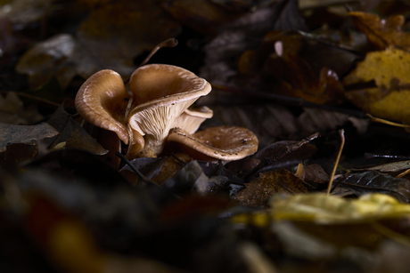 Roodbruine schijnridderzwam