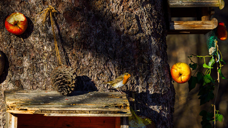 Stilleven met roodborstje en appels