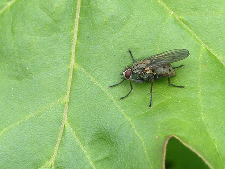 Coenosia tigrina