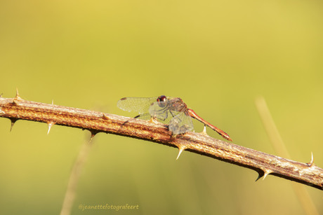 Libelle 