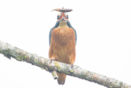IJsvogel