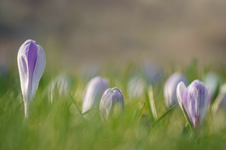 Bonte Krokus.