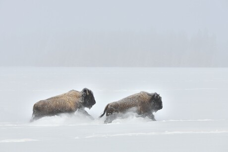 Bison on the Move