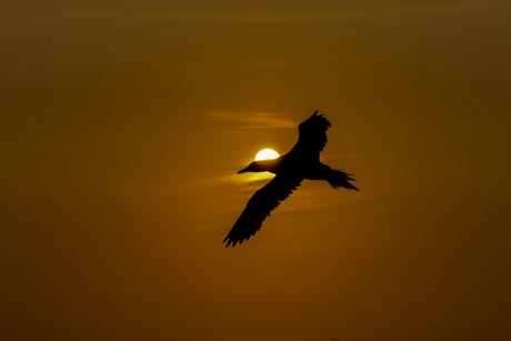Voor de zon