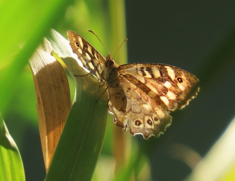 Opwarmen in het avondzonnetje.
