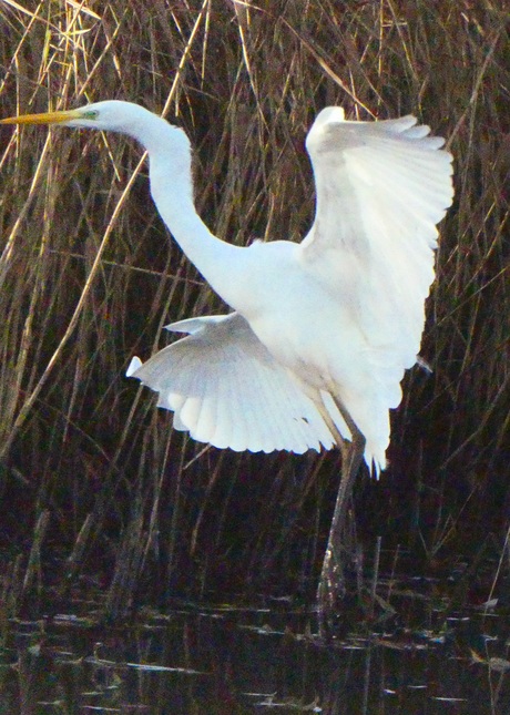 Grote zilverreiger