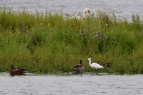 Kleine zilverreiger 