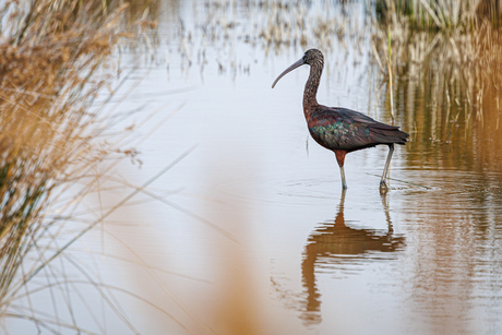 zwarte ibis