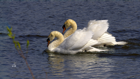 Imponerende zwanendans 