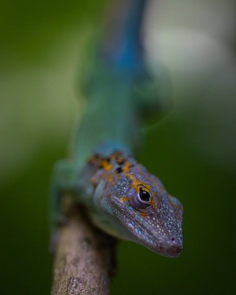 Anolis in Burgers' Zoo