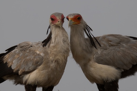 Stelletje Secretarisvogels