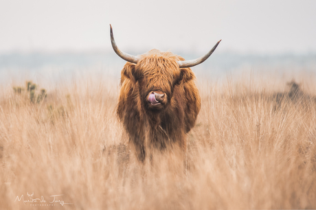 Schotse hooglander 
