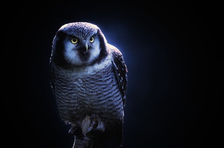 Uil in Maanlicht