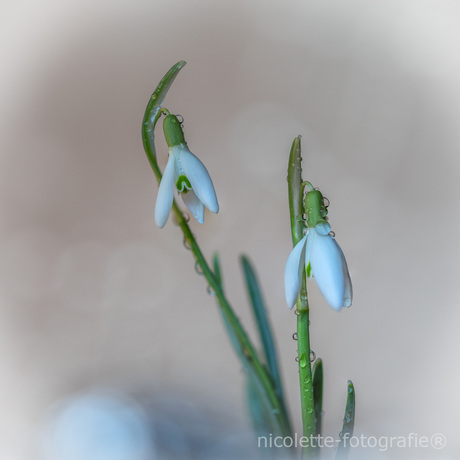 Sneeuwklokjes