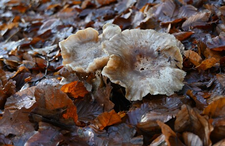Paddenstoelen