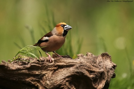 Hawfinch