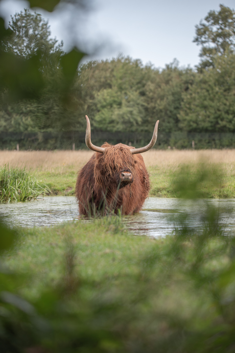 Schotse Hooglander Drenthe 