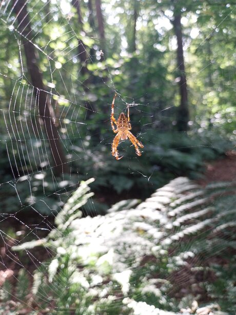 Kruisspin in nieuw Leeuwenhorst. 