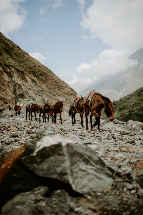 Horses on the trek