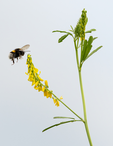 Hommel in vlucht