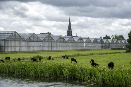 plantje, beesje, kerkje