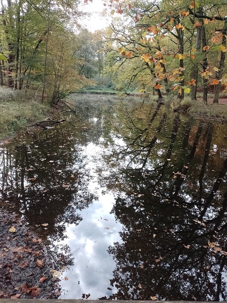 Bomen in het water