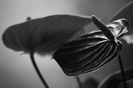 Anthurium