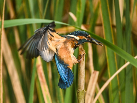 Ijsvogeltje