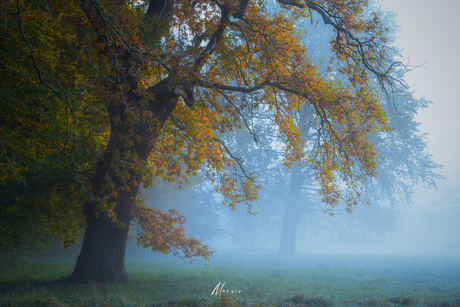 Autumn tree🍁🍂