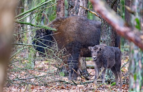Wisent met jong.