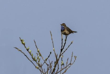 Blauwborstje