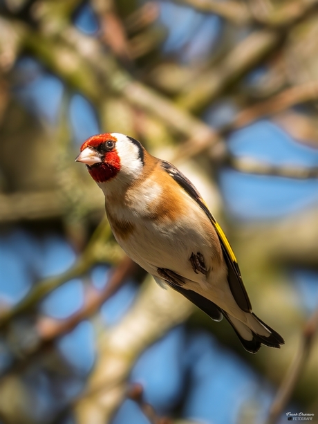 De Putter raket in volle vlucht.