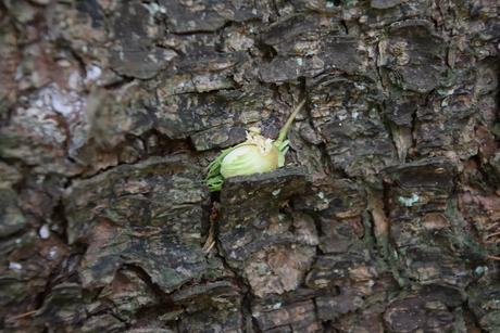 Groene eikel