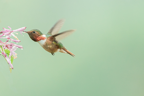 Scintilant Hummingbird - Male