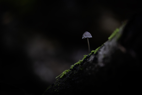 alleen in het donker