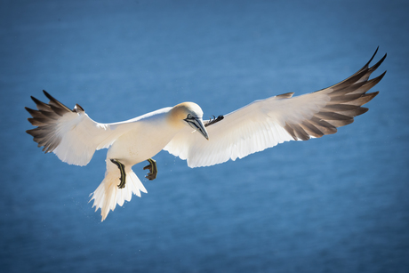Jan-van-Gent in vlucht (2)