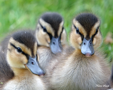 "Three little ducklings... "