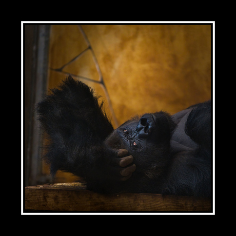 Gorilla chill