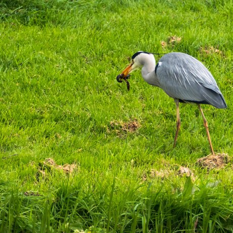 Wat eten we vandaag?