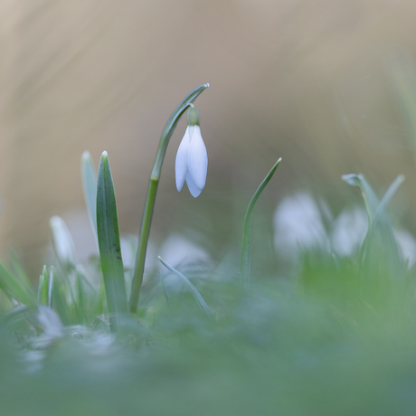 Sneeuwklokje 25-01-2026