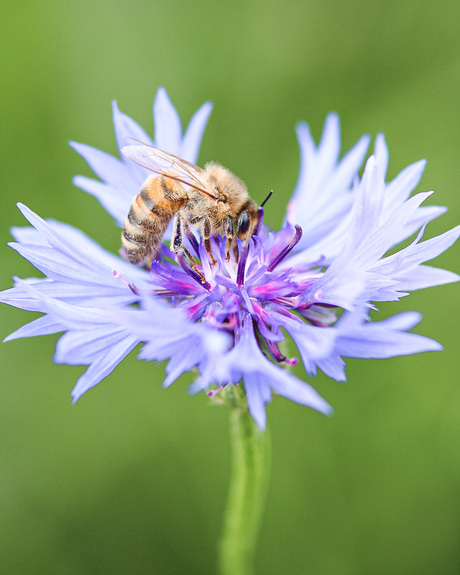 Opzoek naar nectar 