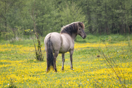 Konik Paardje