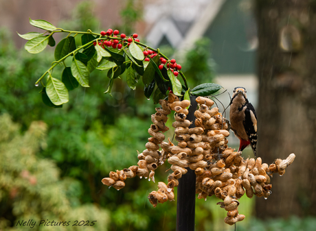 Waarom geen paraplu ?