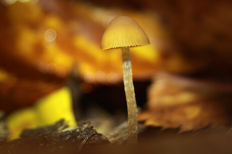 Paddenstoeltje in een bloempot