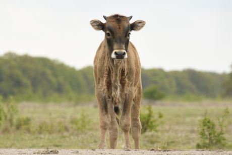 Tauros kalf, Maashorst