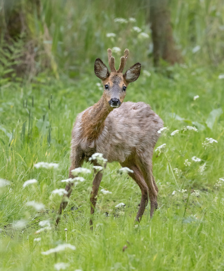 Nieuwsgierige jonge ree 